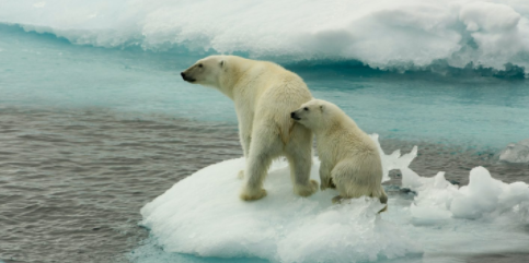 Polar bears are sitting on a melting piece of ice due to climate change. (China Dialogue Ocean)